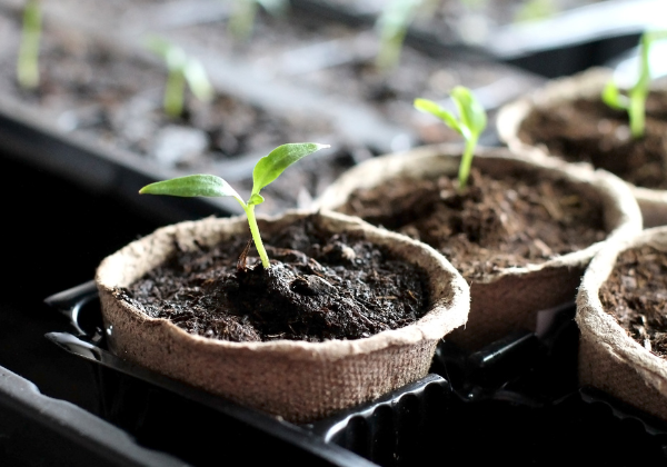 Seed Starting Tools