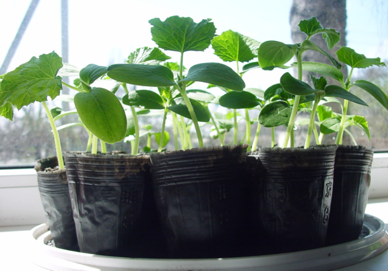 seed starting tools 