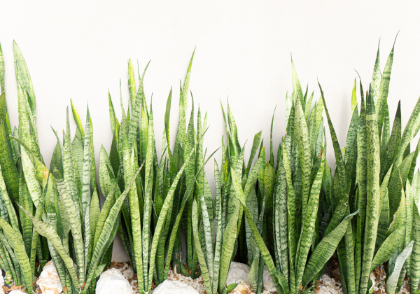 Thriving with Snake Plants: Essential Tips for Caring for Your Sansevieria