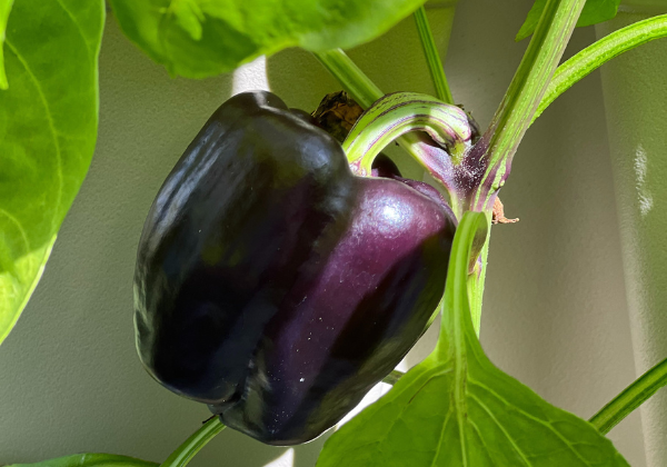 Spice Up Your Garden: 12 Best Companion Plants for Peppers