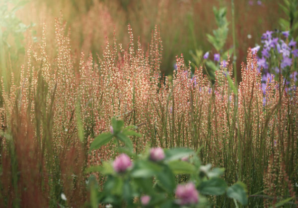 Companion Planting: How to Make Your Plants BFFs