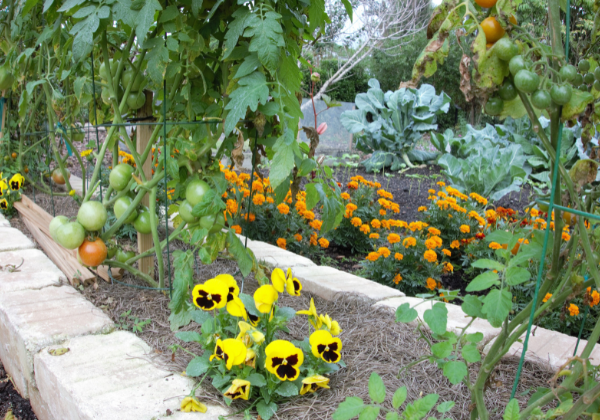 Companion Planting Tomatoes and Flowers