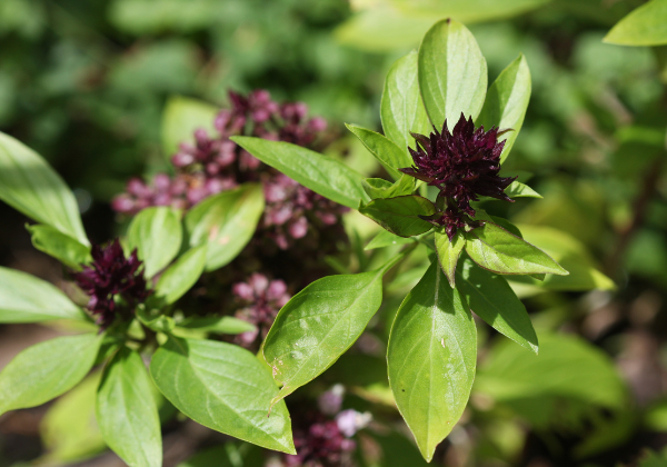 Tomato Companion Plants Basil