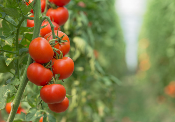 Tomatoes Need a Wingman: The Best Tomato Companion Plants