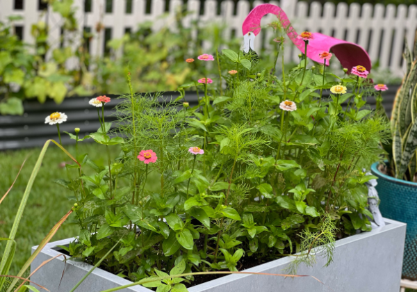 The Buzz About Pollinators: How Gardeners Can Make a Difference