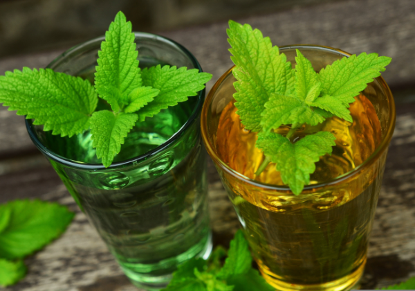 Propagate Lemon Balm