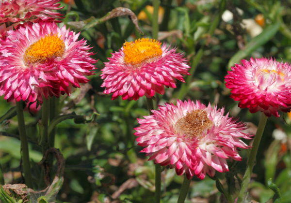 Grow cut flowers strawflowers