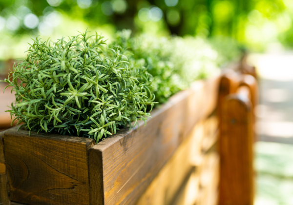 Evergreen Elegance: Growing Rosemary in the Garden