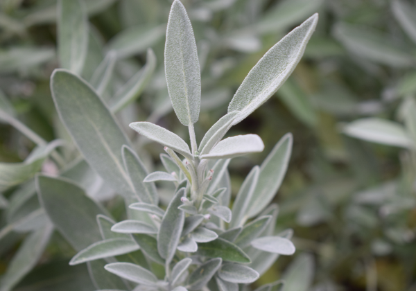 Unlock the Wonders of Sage: From Herb Gardening to Health Benefits