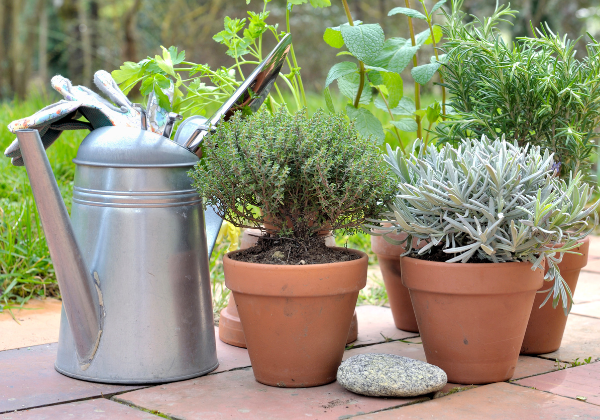 Top 10 Herbs That Are Perennials: Cultivate a Lasting Herb Garden