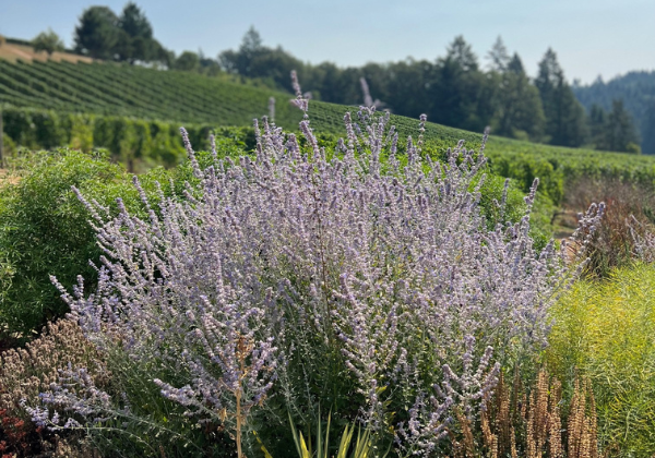 Grow Lavender Oregon