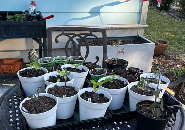 Easy Herb Gardens for Beginners: Cultivate Your Green Thumb