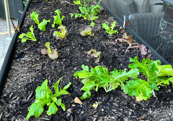Growing a kitchen garden