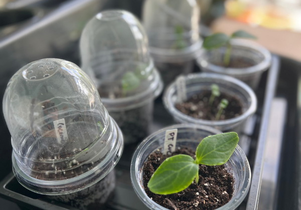 Timing Is Everything: Know When to Plant Seedlings for Spring