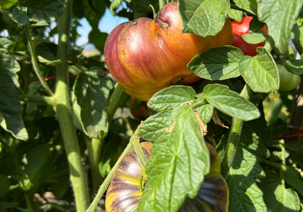 grow a kitchen garden