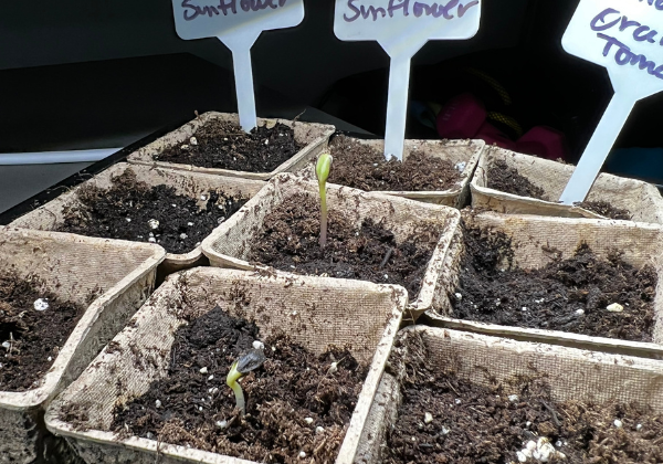 seedling pot options