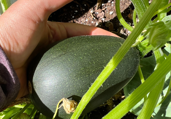 Grow a kitchen garden