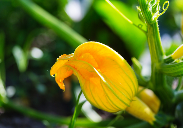 Grow Fresh, Eat Fresh: Your Ultimate Guide to Starting a Kitchen Garden