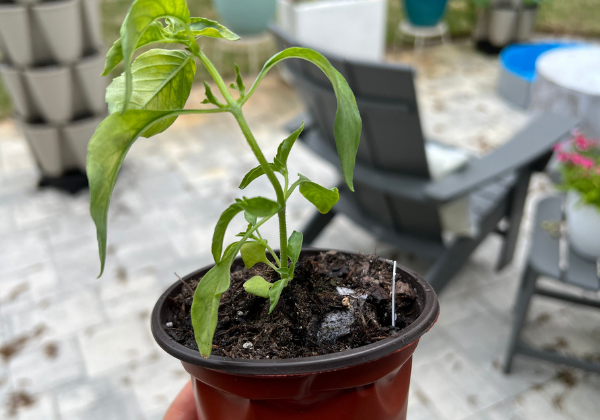 When to plant seedlings in spring