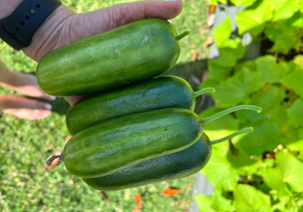 Vegetable Garden Essentials for Beginners