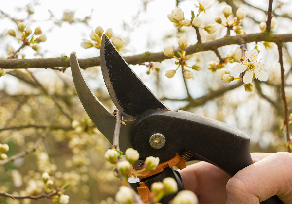 Spring Garden Tasks