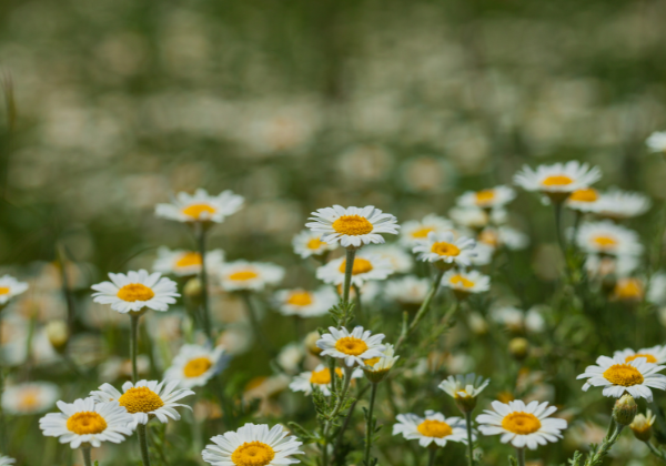 Grow Chamomile: Your Path to a Relaxing Garden Retreat