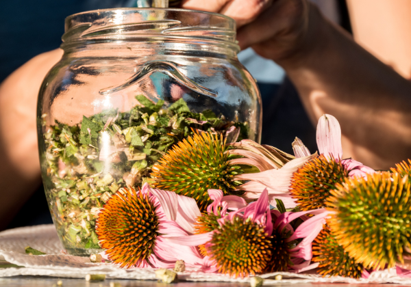 Unlocking the Secrets of Growing Echinacea