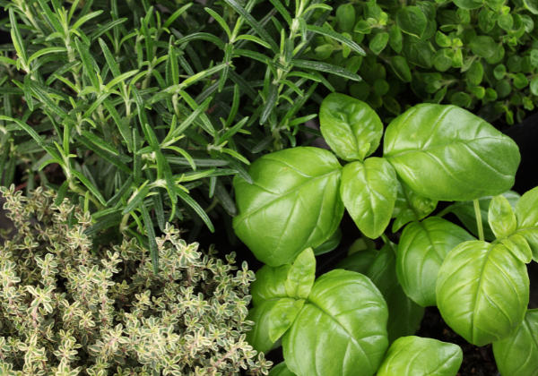 Fresh herbs with health benefits