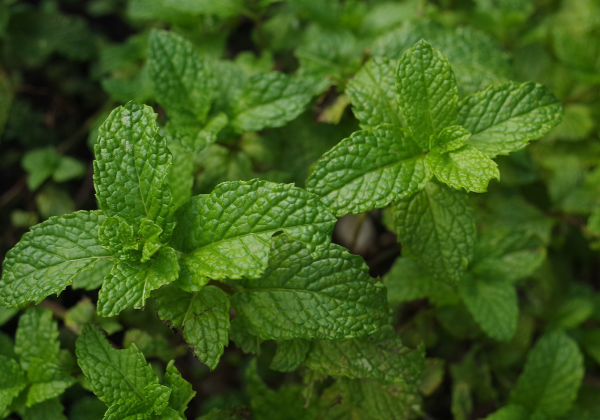 mint herb health benefits