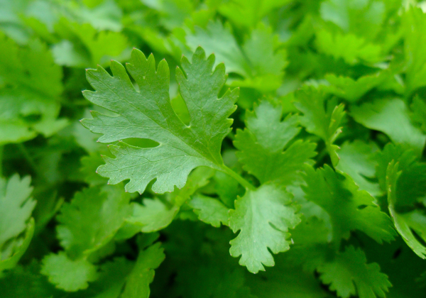 parsley herb health benefits