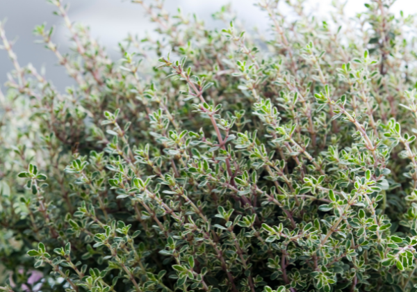 thyme benefits