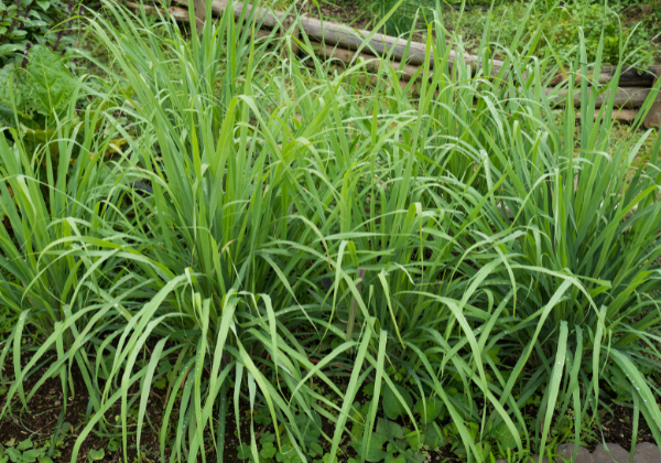 The Best Way of Growing Lemongrass at Home