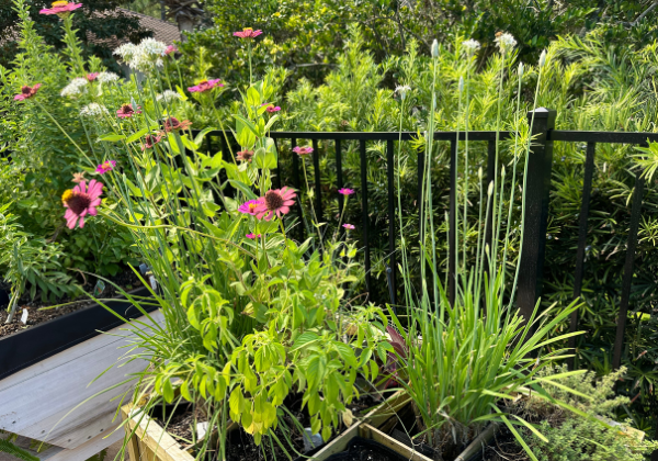 The Best Tips to Grow Chives in Your Garden