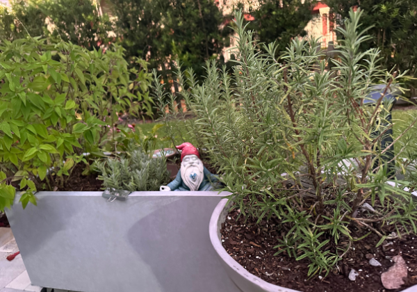 Grow A Medicinal Garden at Home