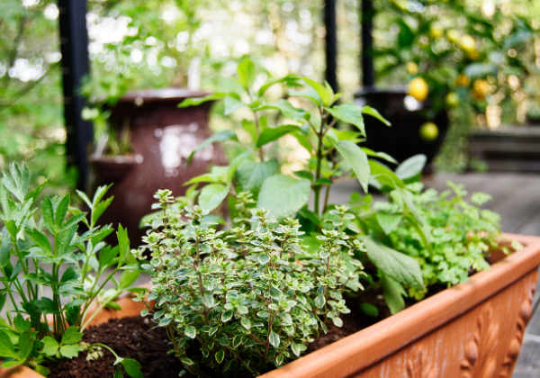 Herbs growing in containers