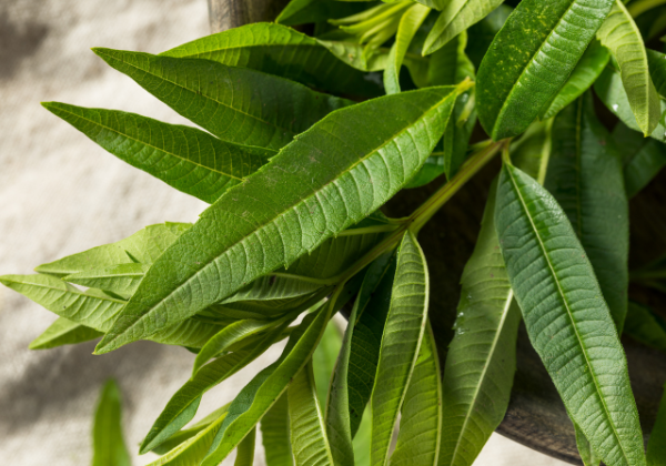 From Garden to Kitchen: How to Cultivate and Use Lemon Verbena