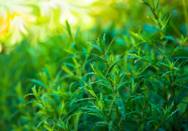 growing tarragon
