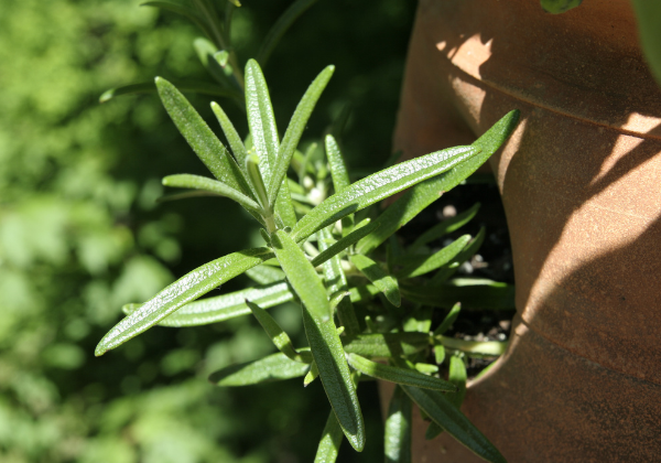 Growing Tarragon: A Simple Guide for Beginners to Add Flavor and Beauty