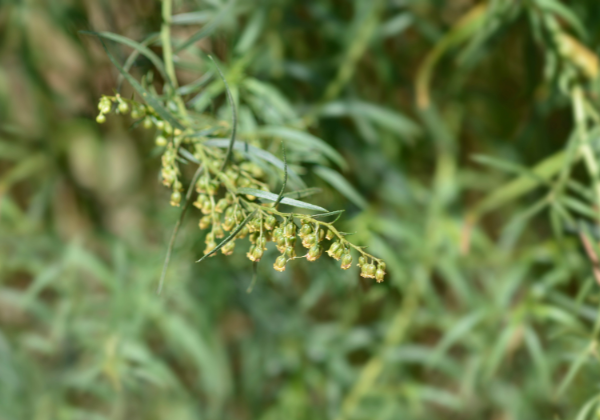 growing tarragon in your garden