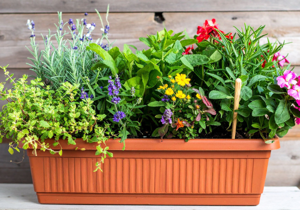 Spring Herb Gardening Made Easy