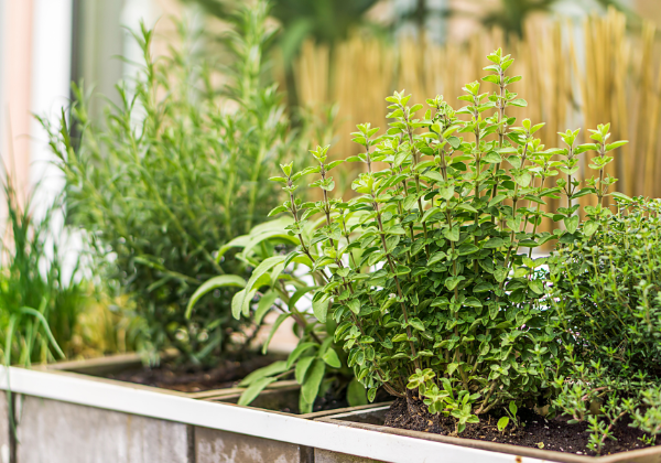 10 Mistakes That Might Be Killing Your Herb Garden (and How to Fix Them)