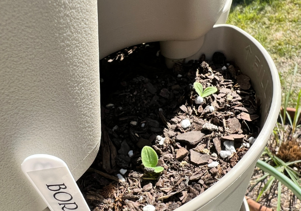 How to Grow Borage in Florida