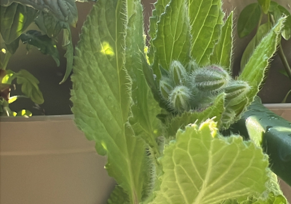 Learn How to Grow Borage