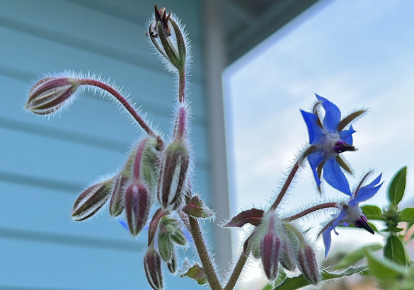BORAGE: The Cocktail Garden Herb You Need to Grow Now