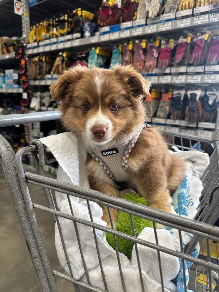 Byron riding in a Lowe's shopping cart