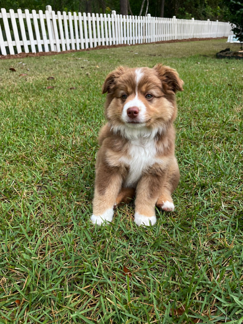 Byron sitting in the grass by a white picket fence