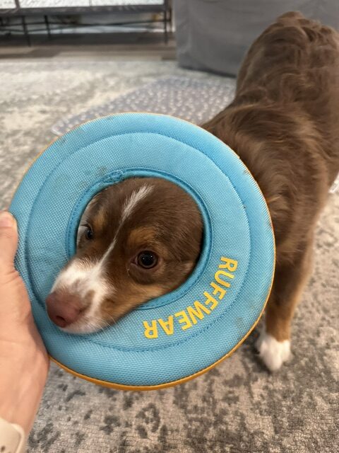 Byron with his Ruffwear frisbee