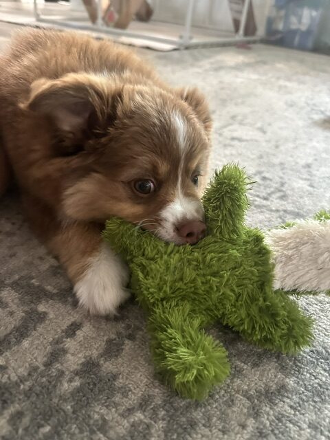 Byron chewing his green gator toy