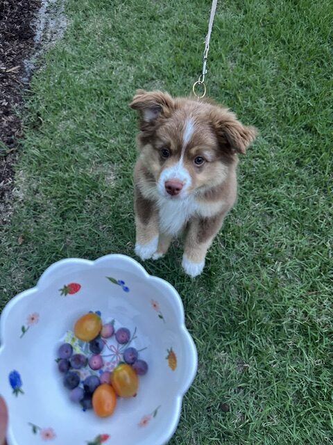 Byron supervising the garden harvest next to a bowl of cherry tomatoes