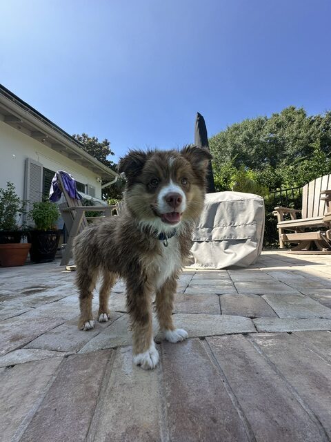 Byron wet after a swim in the pool
